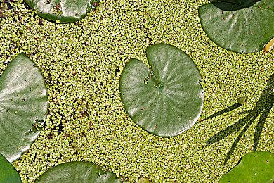 《丽露娅与夏夏的纯白谎言》Steam页面上线 支持简体中文